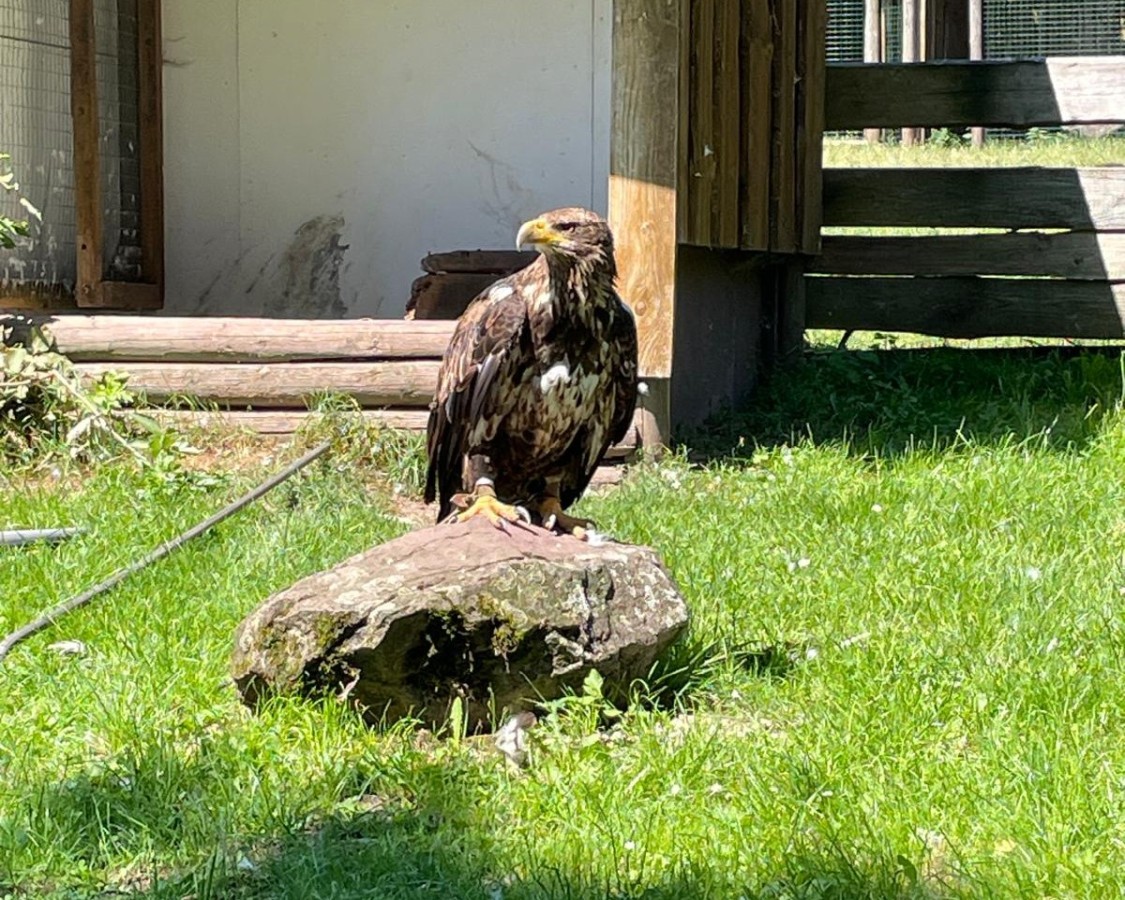 Adler