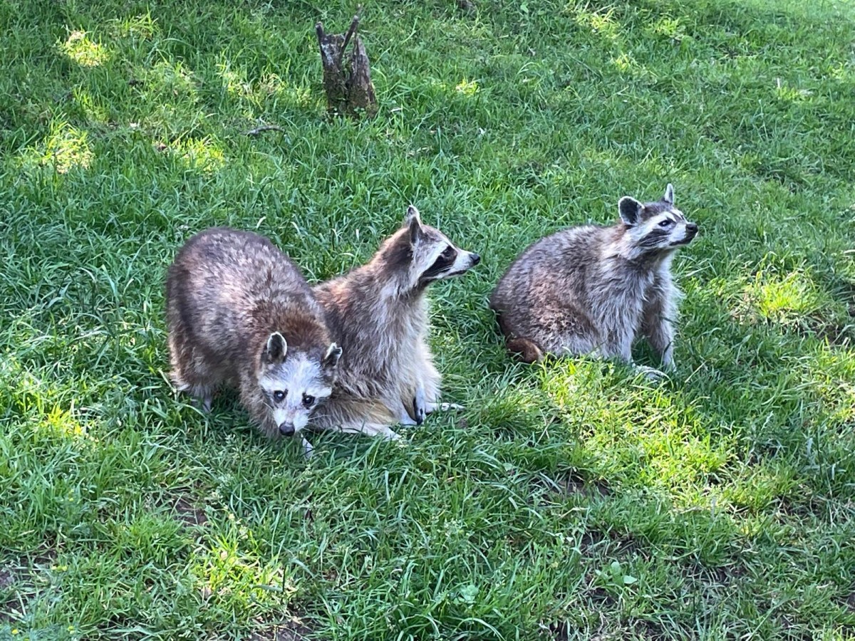 Waschbären