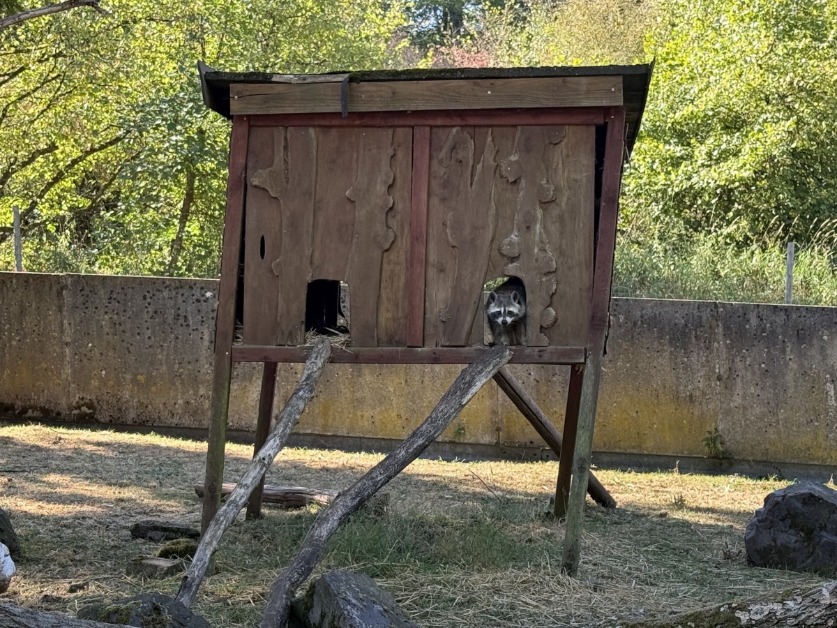 Waschbärhaus